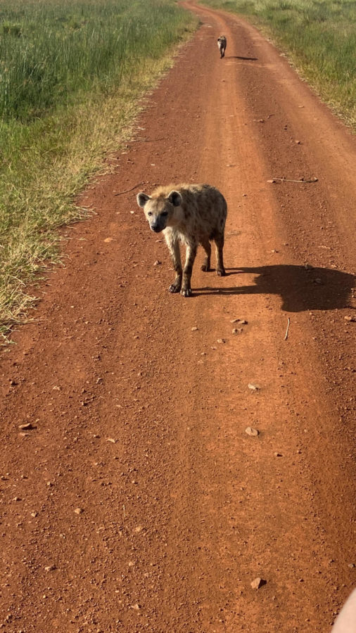 Hyenas walking around during early morning searching for lions. Hyenas are scavengers and search for lions so they can find food. Hyenas usually travel alone but they do have a strong family connection, seen here with these two.