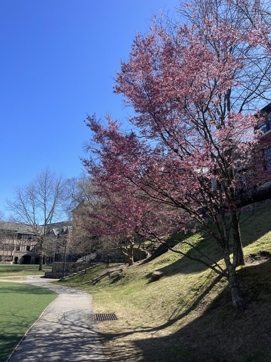 Now that it is spring, Hackley students like to spend time outside. The flowers and trees are beautiful. It is now very pretty outside!